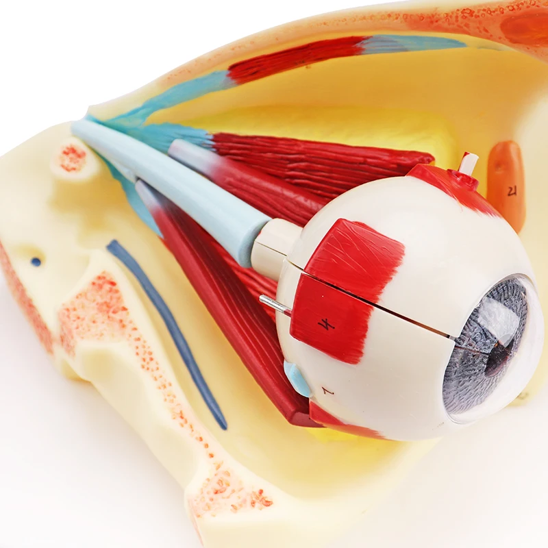 Medical Science Human Anatomical Simulation Structural PVC Eyeball Model Anatomical Model Eye Model