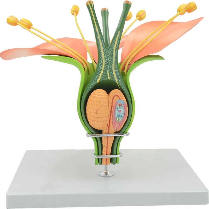 Dicotyledonous Flower Model Plant Anatomical Demonstration Botanical Teaching Tool Educational Equipment Medical Sciences