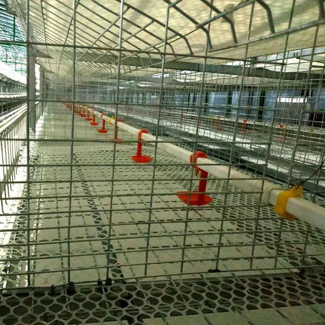  Проект по производству яиц курятник