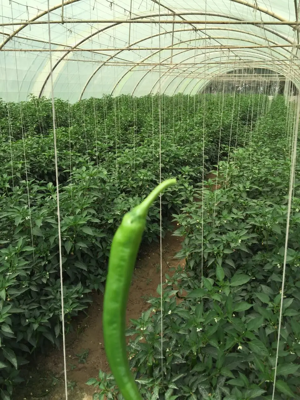 Strong support 1/1000 raffia raw poly baler soft twine white 6 kg (6000m) for tomato cucumber cultivation