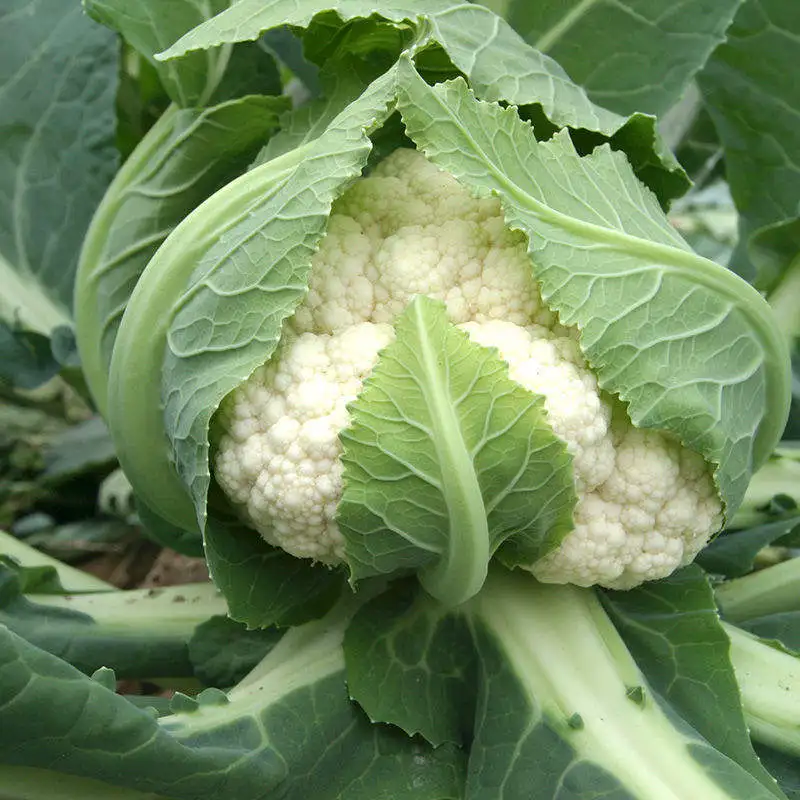 Экспорт китайской кауфлёры, высокое качество, рыночная цена, кауфлёр, Натуральный Свежий кауфлёр