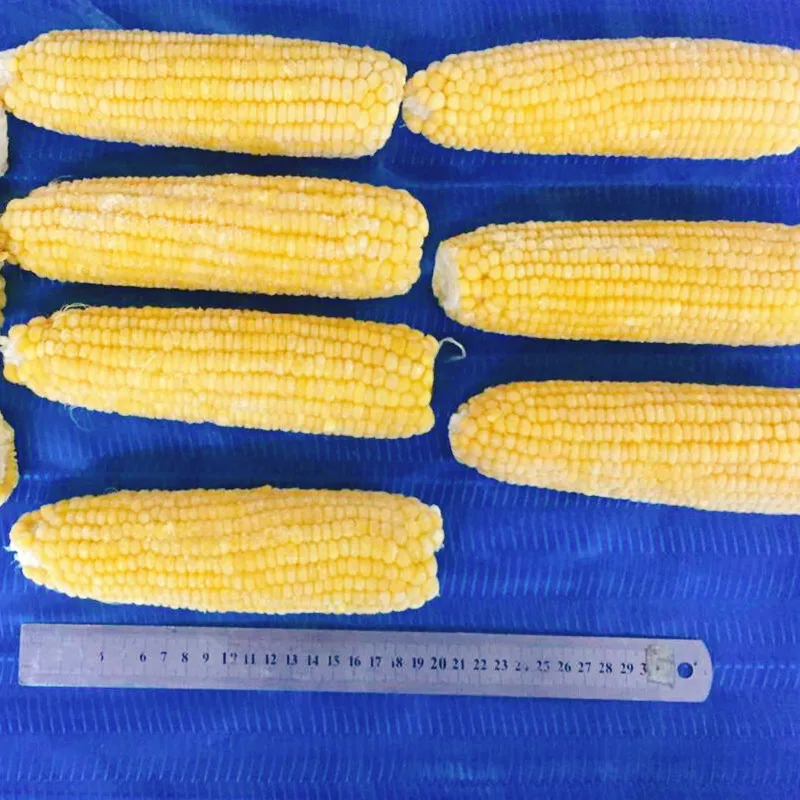 IQF Certified Frozen Vegetables Fresh Sweet Crispy Corn on the Cob in Bulk Whole and Blanched