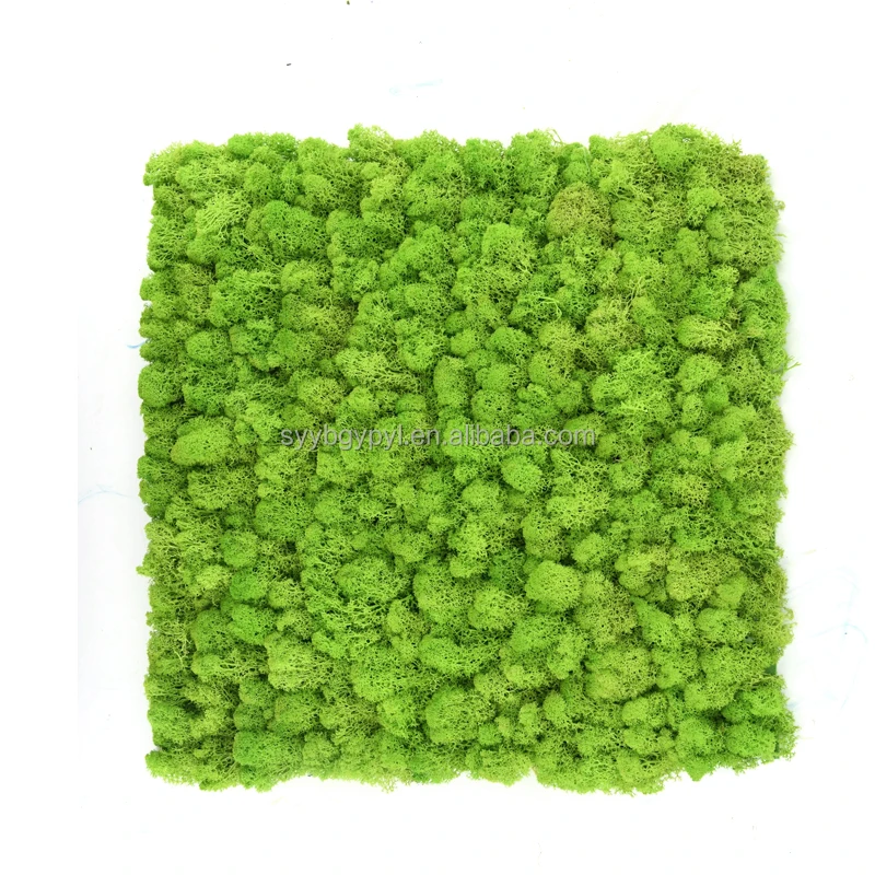 New Arrival 2021 DIY handmade reindeer moss wall Soft and Fresh 50cm grass green preserved moss panel