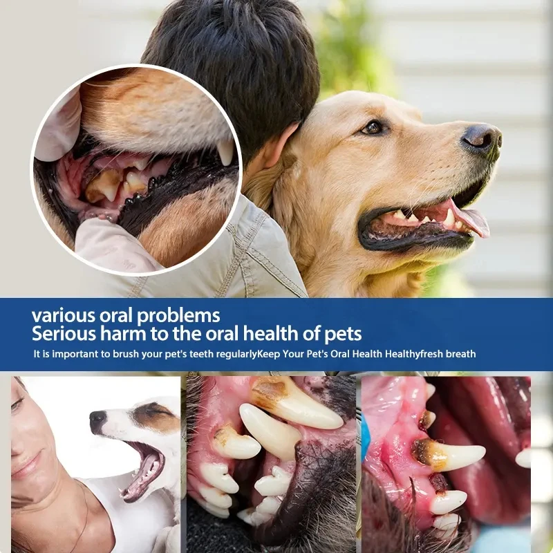 Qbellpet Factory Low Price Manufacturers Selling 70g Vanilla/Beef Flavors Pet Cat Dog Toothpaste