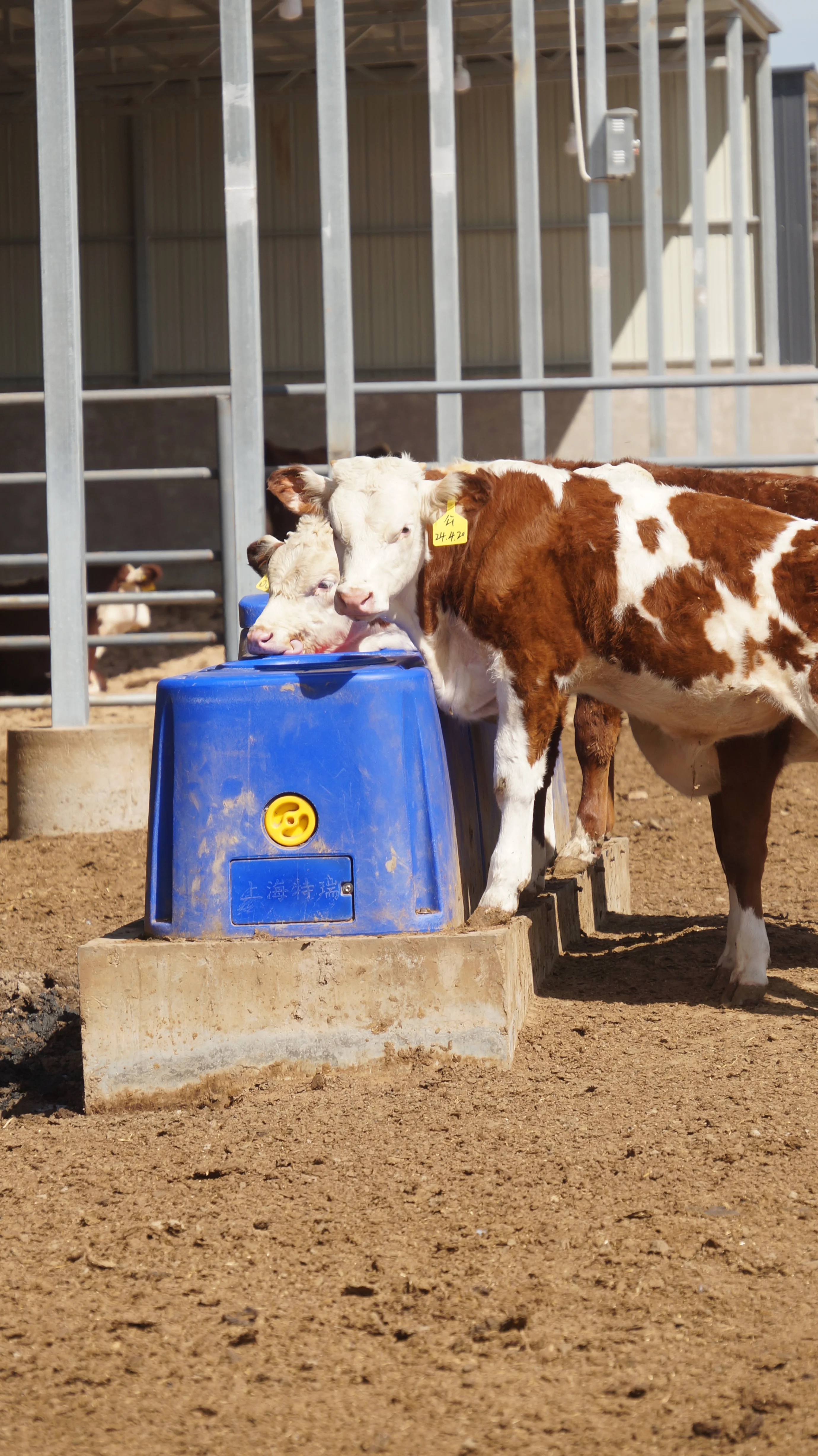 Dairy Farm Modern Two Balls Plastic  Long-Life Durable  Usage Sheep and Cow Drinking Livestock  Sheep Water Trough