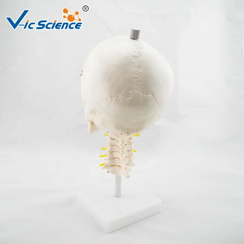 skull with cervical Spine life size human skeleton