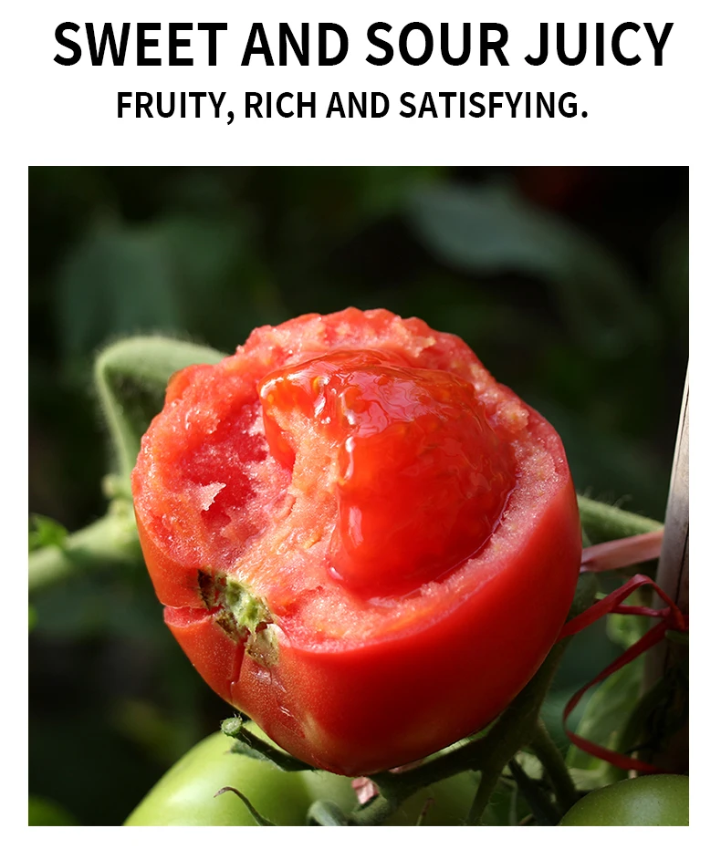 IQF Frozen Bulk Organic Half Tomatoes High Quality 18 30mm Dragon Cherry Red KOSHER Style Storage Cube Packing Sharp Mature Cut