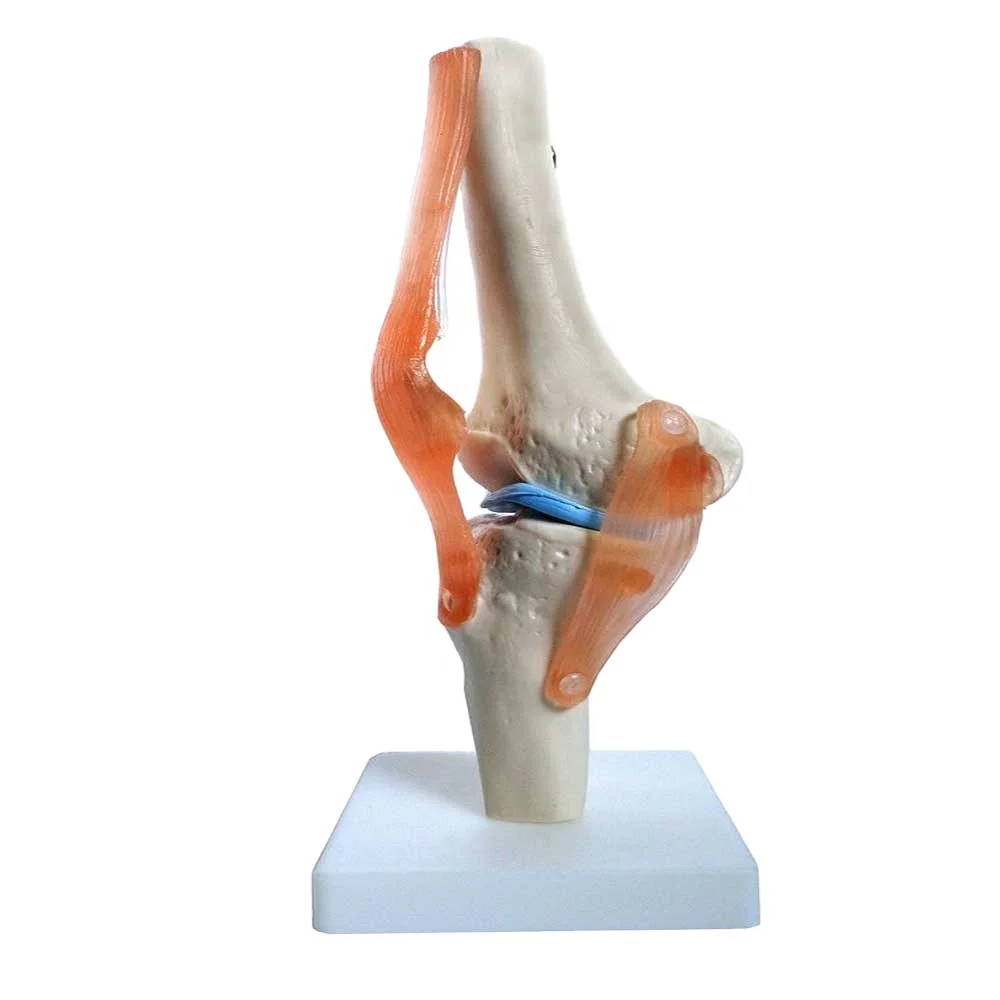 Anatomical Medical Knee Joint with Ligaments Functional Knee Model  Anatomically Correct Knee Joint with Life Like Ligaments
