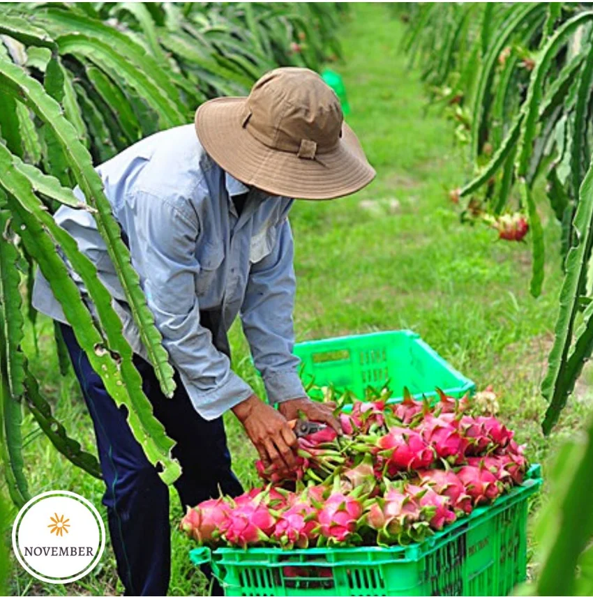 FRESH DRAGON FRUIT EXPORT TO INDIA /+84 901445086