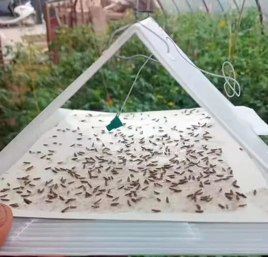Kenvos pest control Tuta absoluta pheromone Insect Tuta absoluta traps, Pheromone Lure, sticky traps