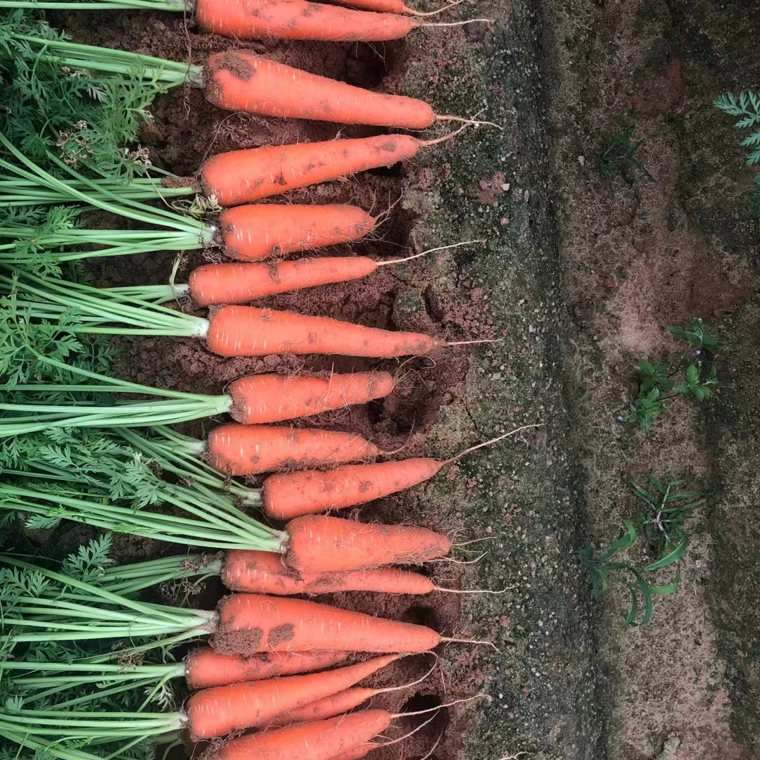
High Quality carrot carrot wholesale Chinese exporter fresh vegetable carrot orainc Organic vegetables Organic food 