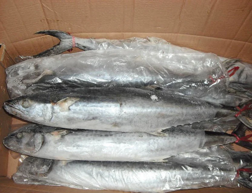 Замороженная испанская скумбрия IQF Scomberomorus Niphonius King Fish