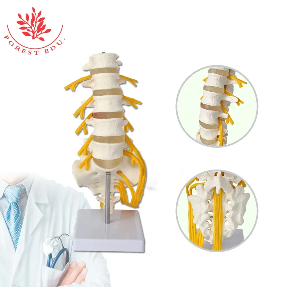 Поясничная модель 5 штук позвонков косточки нервных корешков и с правой стороны крестцового нерва седалищного филиал обучающие игрушки
