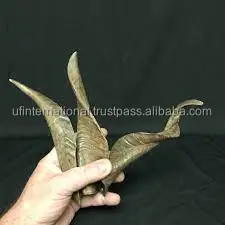  Козий гудок лучшая вода буйвол дешевая цена натуральный продукт Декор для дома и продажи