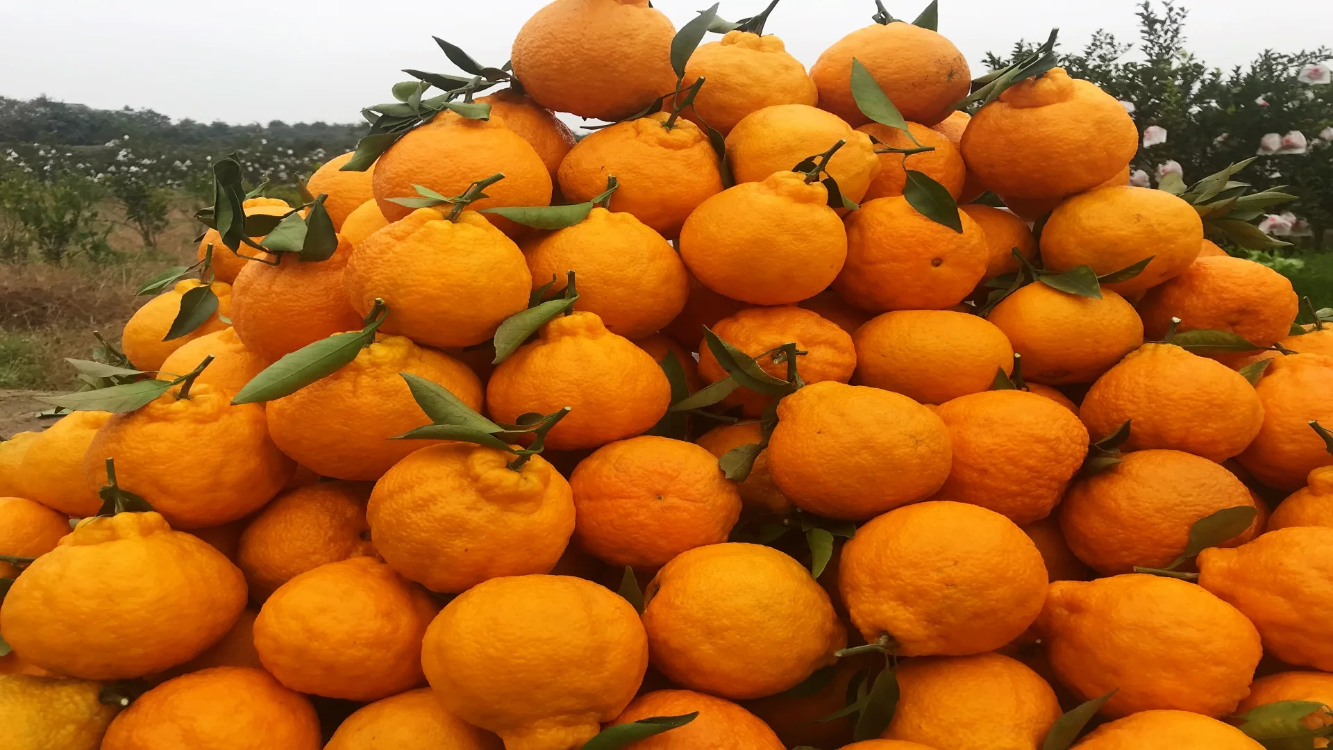 Wholesale Delicious Sweet Fresh Citrus Fruit Fresh Oranges Navel Orange For Sale