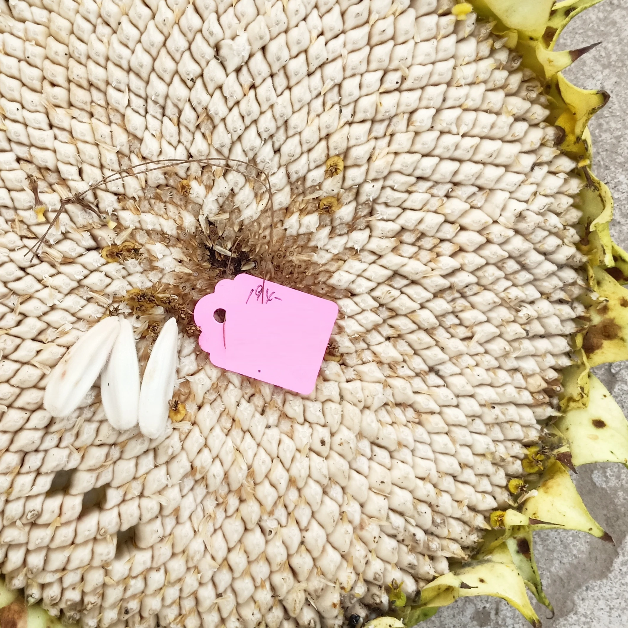 Hybrid f1 edible white sunflower seeds S6608