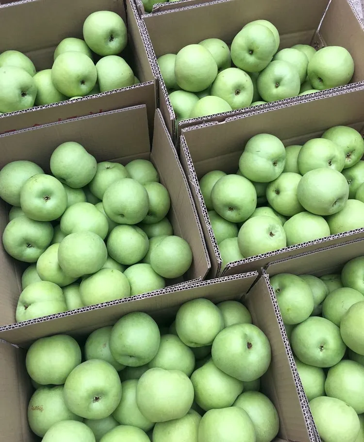 Top Quality Fresh Emerald Pear Collection From Shandong China
