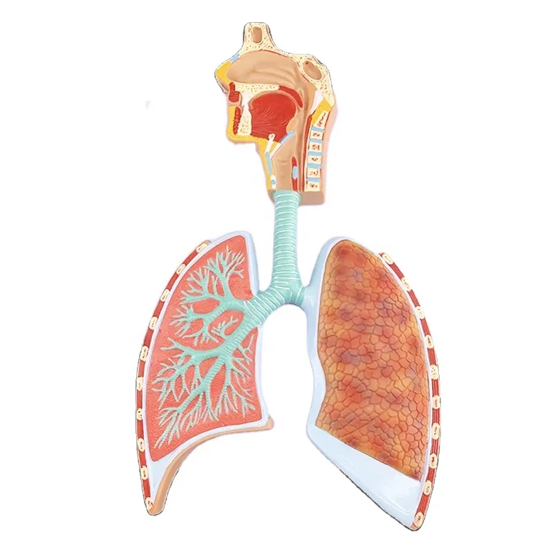 Plastic 3d Human Respiratory System lung with larynx model with magnified alveolus