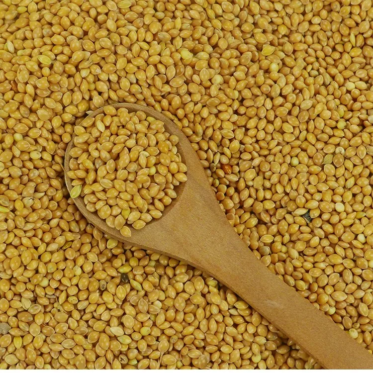 Chinese NON GMO Yellow Broom Corn Millet Bird Feed Yellow Millet