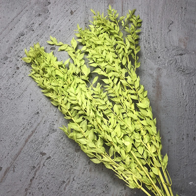 Yunnan Concise style Natural green flower Preserved Ruscus leaves for home decoration
