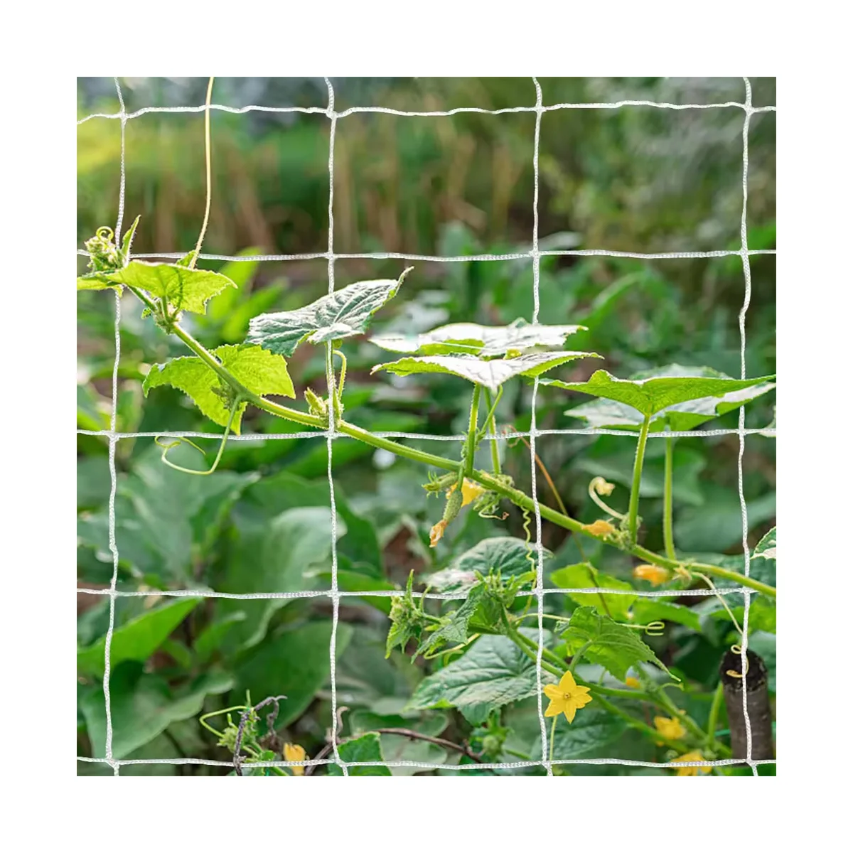 Wholesale PE Climbing Plants Net: Durable Plant Trellis Netting for Support and Growth of Bean Plants