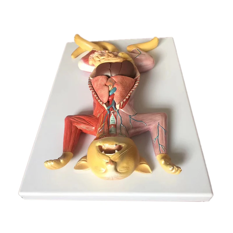 medical science cat anatomy model Cat Anatomy (Thoracic and Abdominal Organs) professional  medical for veterinary