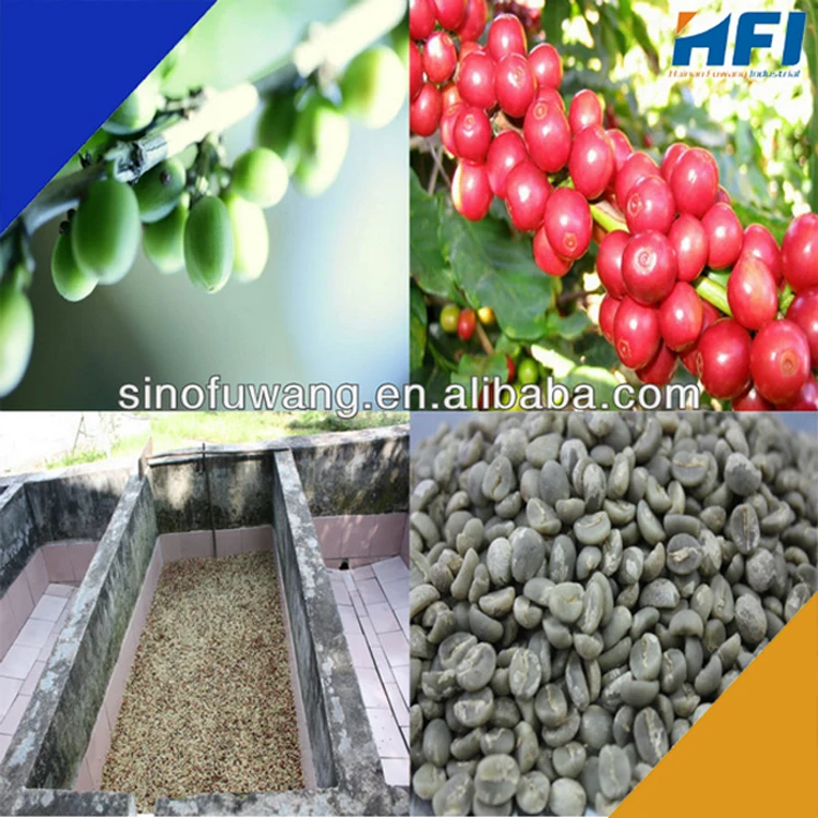 Китайский производитель высокое качество зеленый кофе в зернах Лучшая цена Арабика для импорта хорошее необработанные кофейные зерна