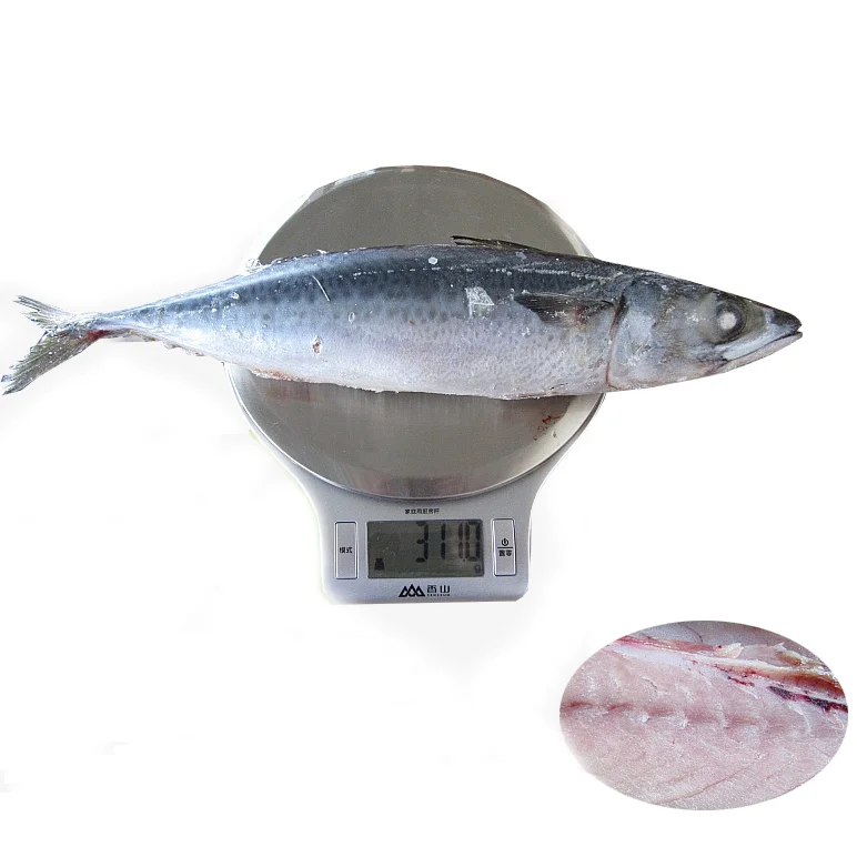 Bulk Frozen Pacific Mackerel Fish For China Wholesale