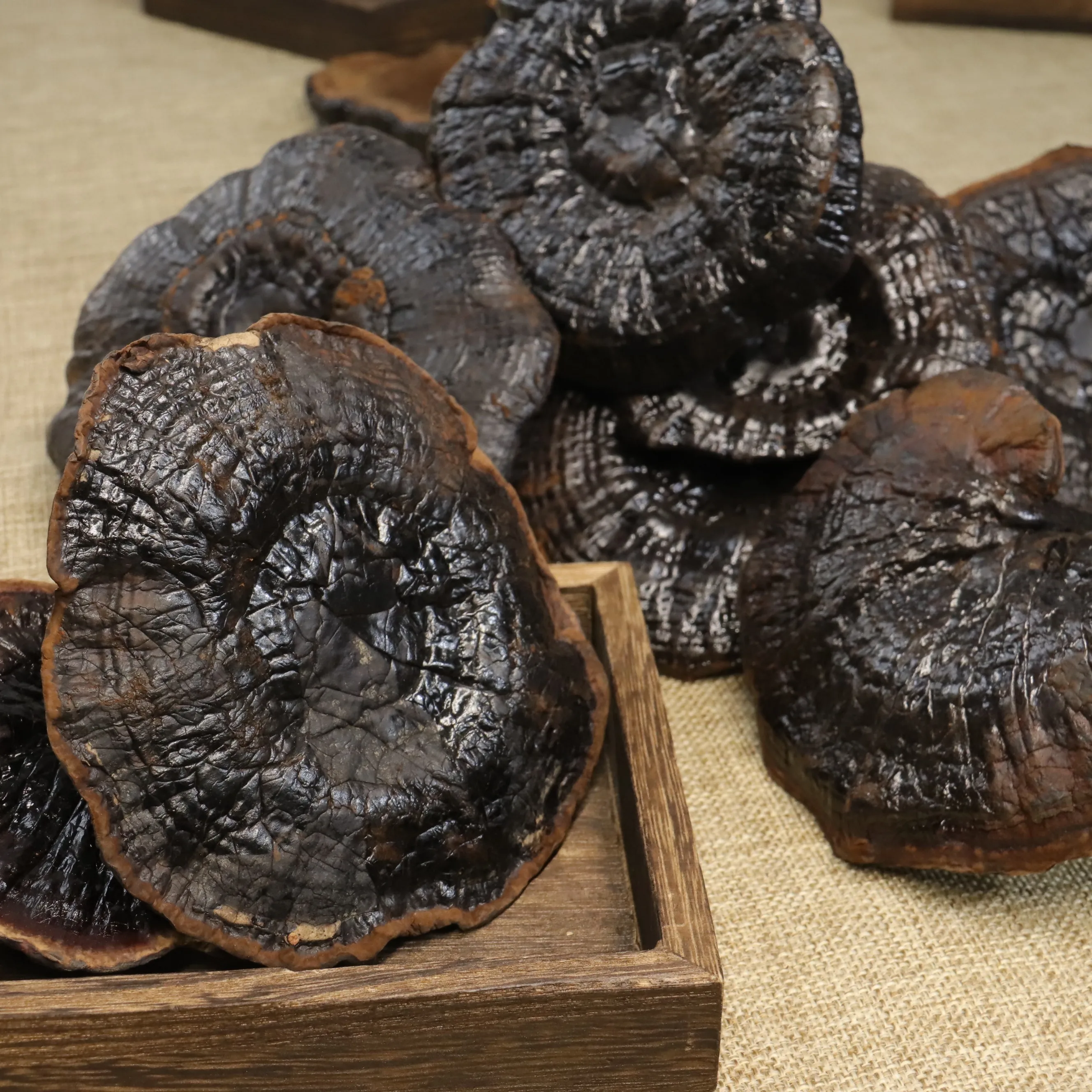 Premium Bulk Pure Black Ganoderma lucidum Organic Reishi Extract Reishi Mushroom Extract