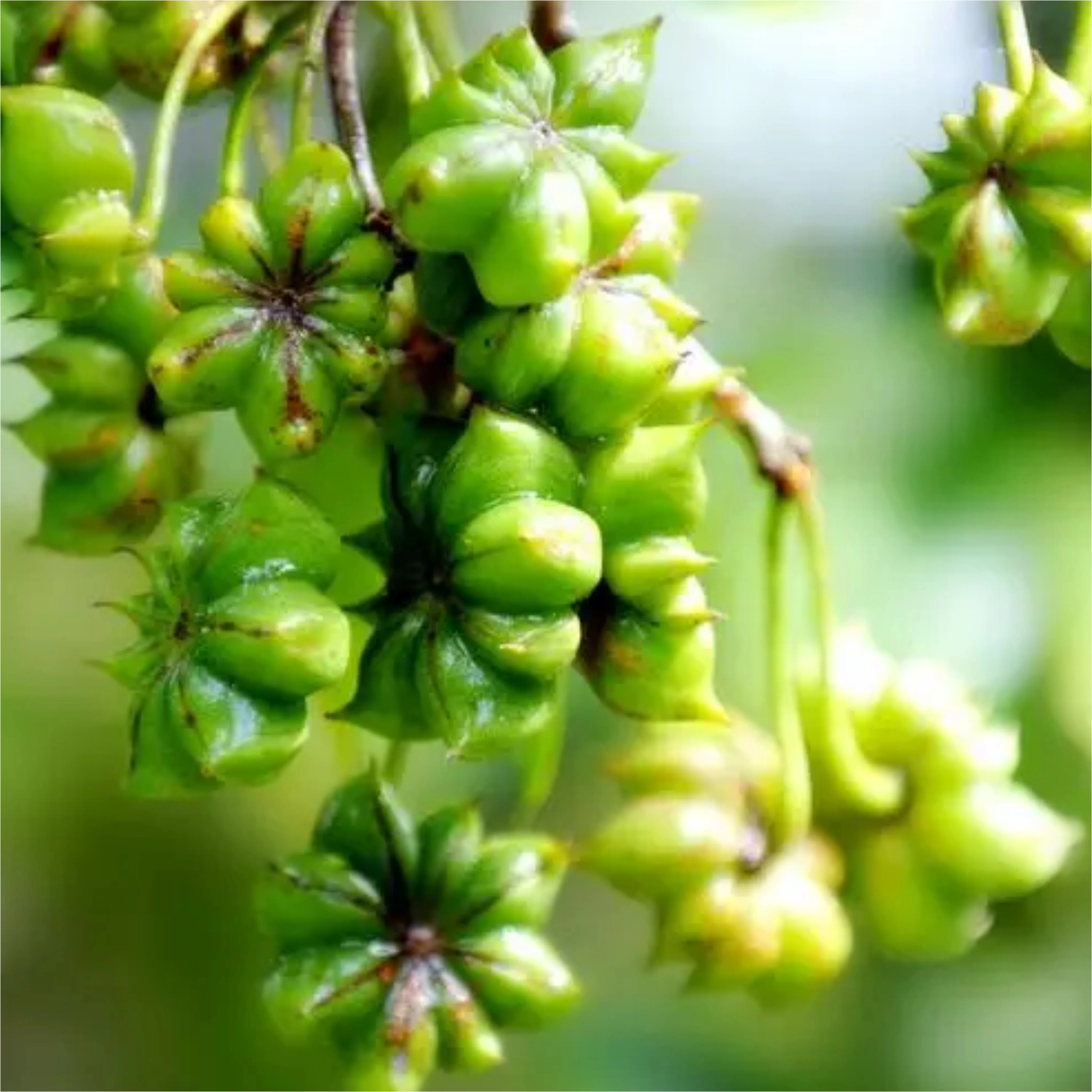 Заводская 100% натуральная Сладкая Пряная Высококачественная Гвоздика из свиной грудинки и аниса гриль для барбекю порошок со вкусом оленины семена