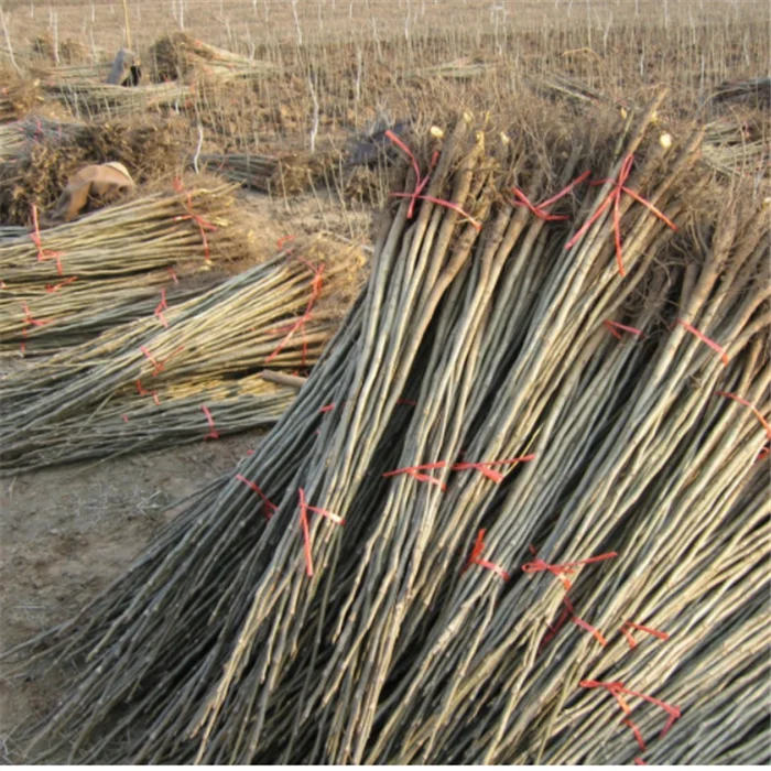 
shi zi miao persimmon seedling tree persimmon grafted seedlings for planting 