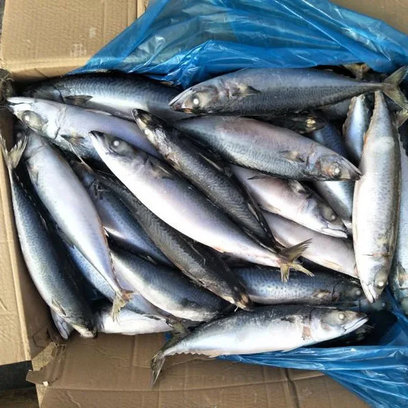 Frozen Fresh Seafood Premium Frozen Mackerel Fish Bulk Hot Sale Seafood Frozen Whole Round Pacific Fish Mackerel