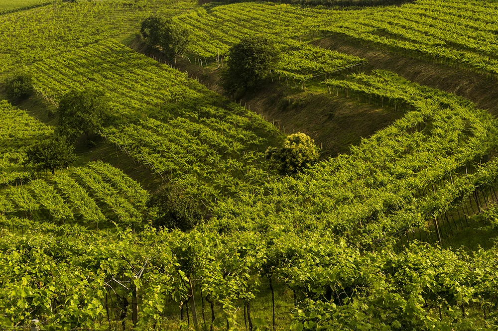 High Quality Valpolicella Doc Grade Ruby Red Wine Alcohol Content 11.5% Italian Classic Table Wine