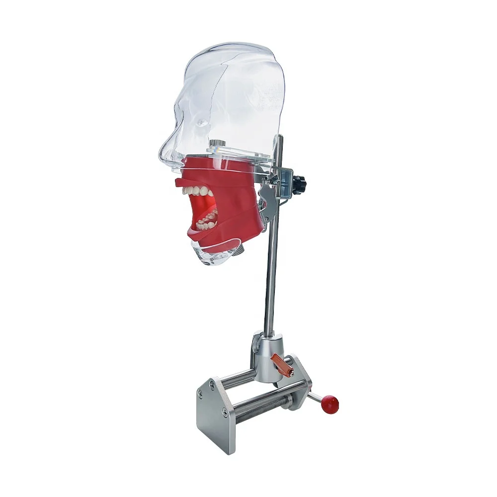 Dental model simulation practice simulator, detachable dental teaching simulator , prepared dental practice simulator