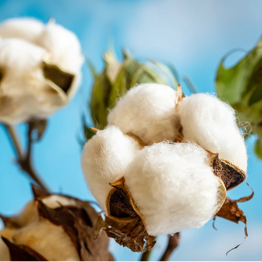 One-Sheet Packaging Collagen Tablet Face Mask Cotton For Skin