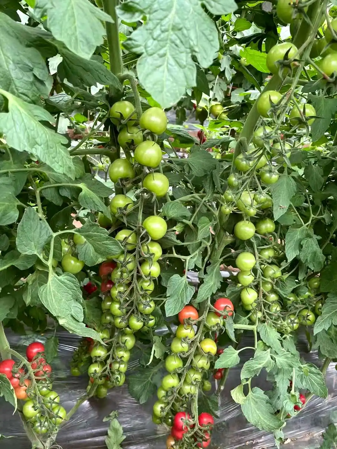 
Indeterminate Cherry Hybrid F1 Red Fruit Color Cherry Tomato Seeds from China 