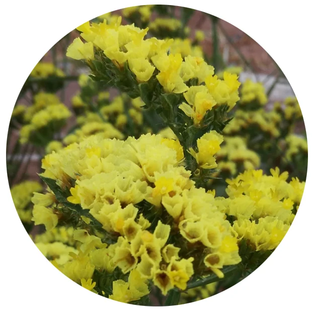 Семена Желтых Цветов ЛИМОНИЯ синуатум