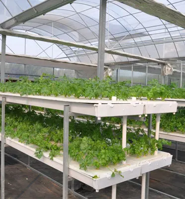 
PVC Farm Hydroponic Grow Systems for Agricultural Tomato/Salad/Strawberry Greenhouse 