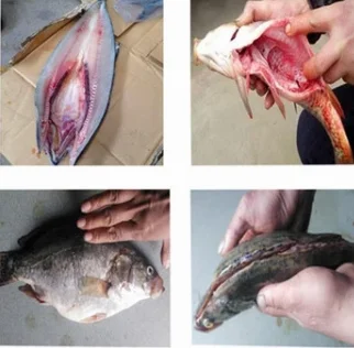 Killing fish and scaling cleaning machine fish gutter machine