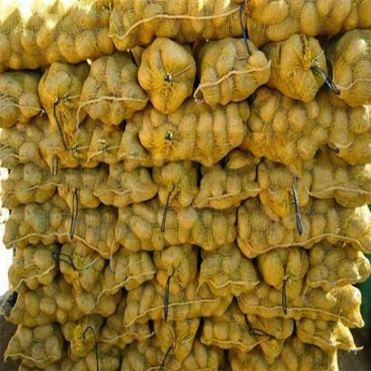 
Fresh Potato in Wholesale rate 