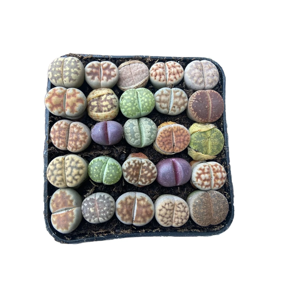 
Factory direct sale low price bonsai succulent plant Lithops 