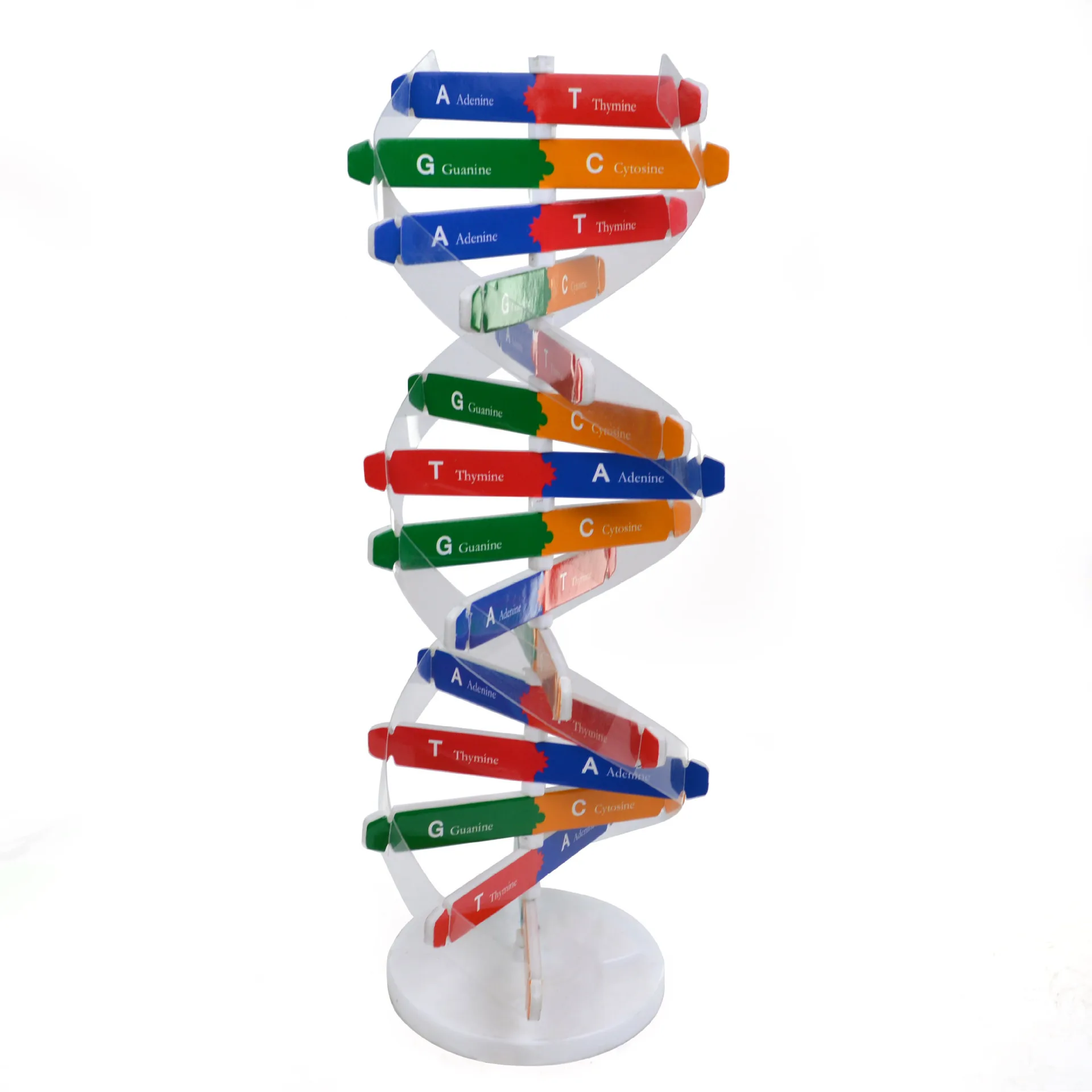 DNA puzzle toy kids learning educational set