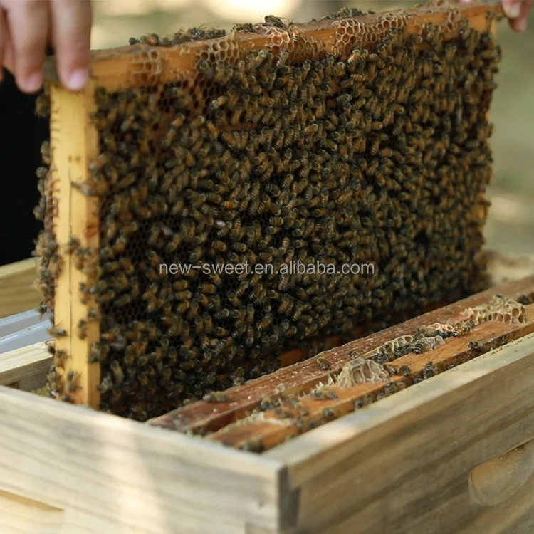 Bee Frames Wood Beehive Frames Wholesale