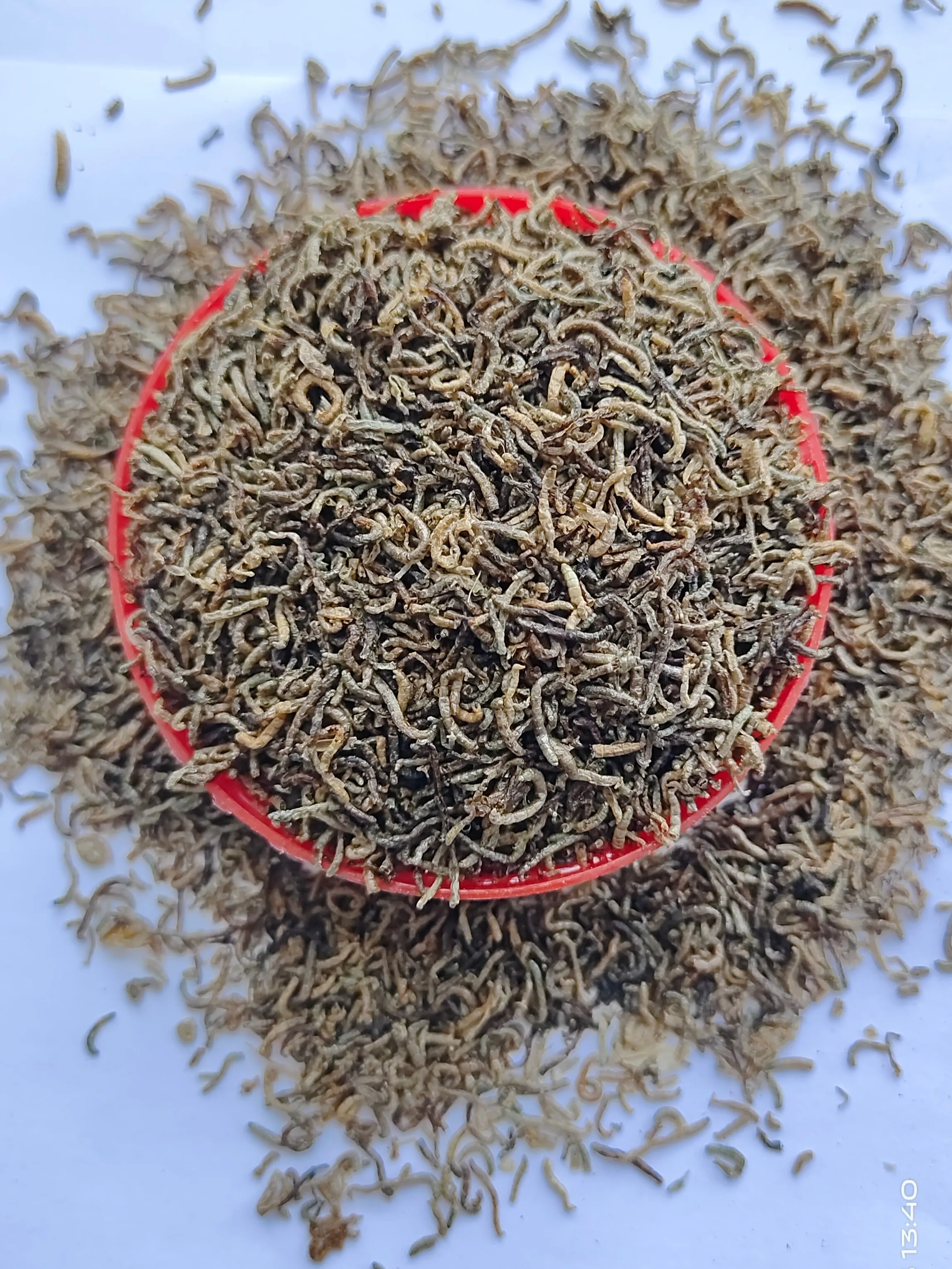 high quality high protein dried blood worms for animal feed pet food pet snack bloodworm fish food