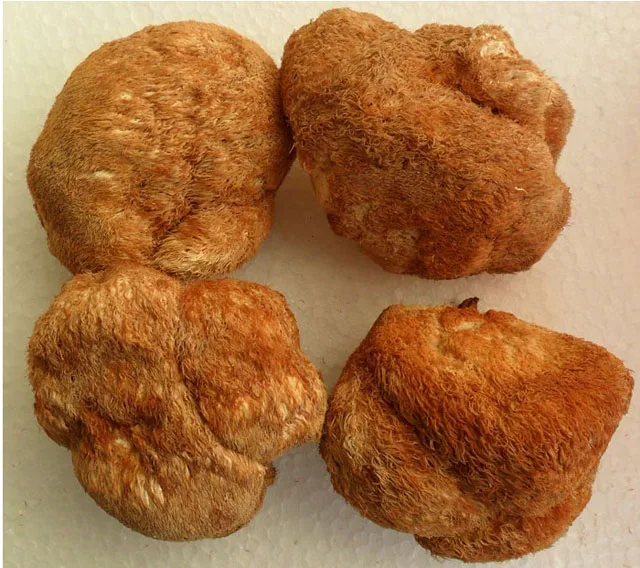 
Good quality Hericium Erinaceum Extract Fruiting Body + Mycelium 2% Total terpene by UV-VIS, Lions Mane Extract, ethanol extract 