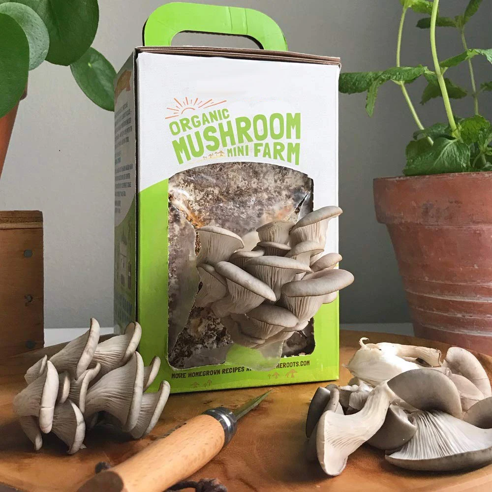 Wholesale Custom Print Portable Corrugated Cardboard Paper Fresh Organic Oyster Mushroom Growing Grow Kit Box Boxes And Pp Bags
