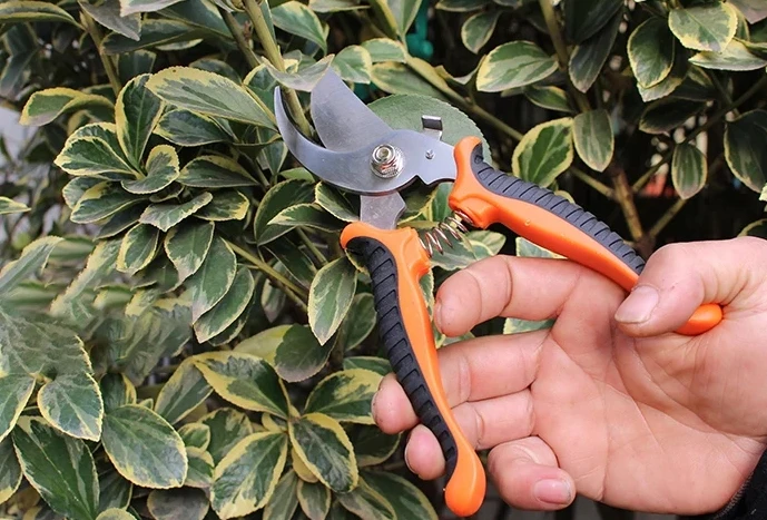 Colorful Gardening Tools Bonsai Tree Real Plant Carbon Steel Gardening Bonsai Tool Set For Trimmin