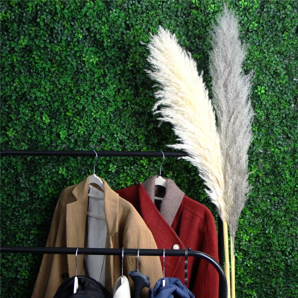 Factroy direct selling dry large pampa grass natural dried for decorative