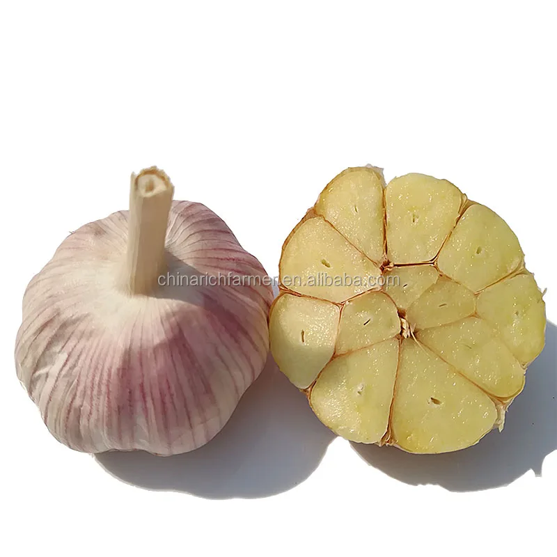 New crop Chinese fresh garlic red normal / pure white garlic price for wholesale GAP