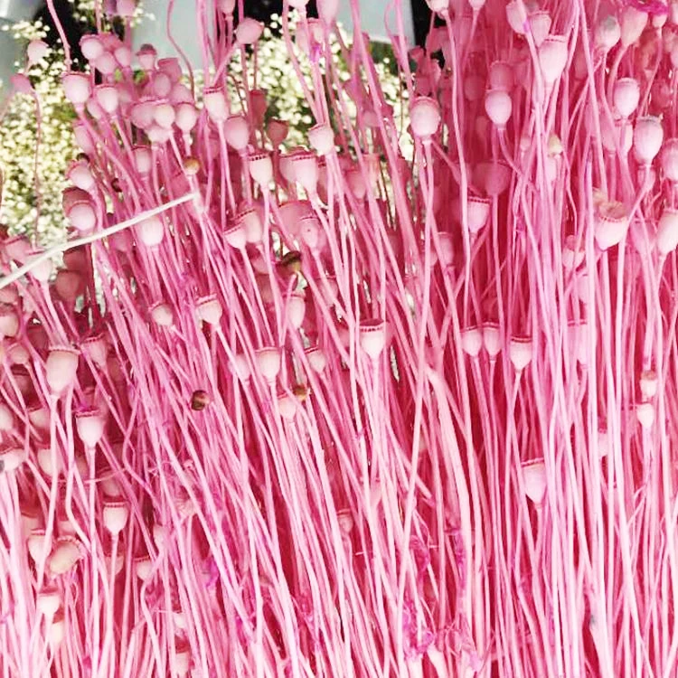 Summer Flora Wholesale Natural Interior Decorative Flowers Corn Poppy Dried Flowers For Home Decoration